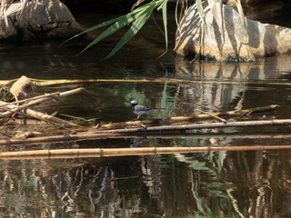 Small bird in a pond. Small white wagtail in forest