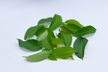 Bay leaves on a white background, bay leaves are an alternative ingredient for traditional medicine, cooking ingredients