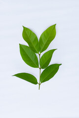 Bay leaves on a white background, bay leaves are an alternative ingredient for traditional medicine, cooking ingredients