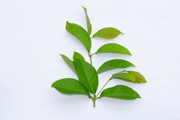 Bay leaves on a white background, bay leaves are an alternative ingredient for traditional...