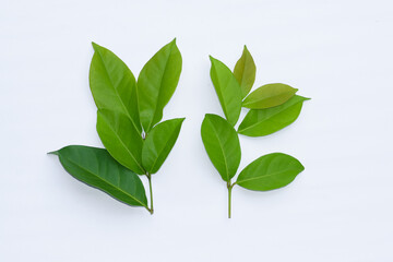 Bay leaves on a white background, bay leaves are an alternative ingredient for traditional...