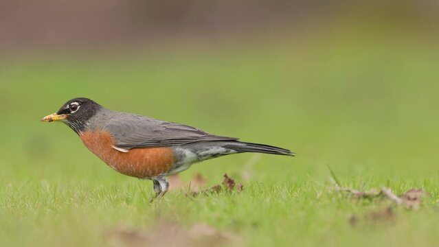 Close up shot of an American Robin, Turdus migratorius, posing for the camera on a green lawn