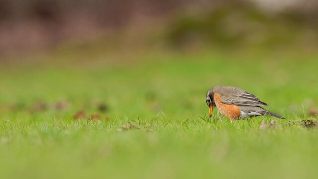 Wide shot of an American Robin, Turdus migratorius, listening and then pulling up a worm and eating it from a green lawn. Early bird gets the worm.