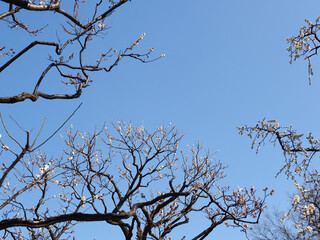 白梅のある風景