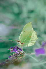 Butterfly on lavender on a blurred blue background.Fragrant lavender and insects. Yellow butterfly on a purple flower.Nature beautiful background.Pollen collection process