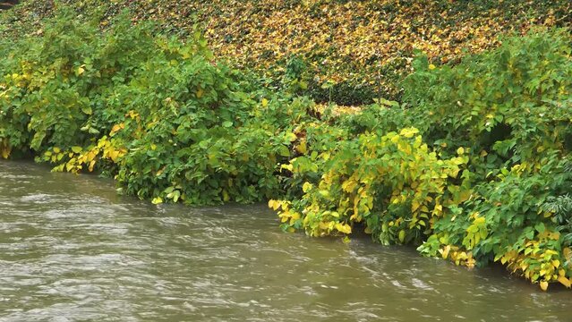 Japanese knotweed on a river in autumn day.