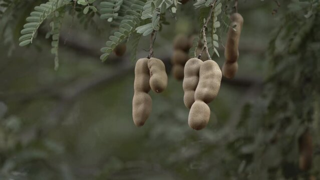Tamarind fruit tree ,close up view