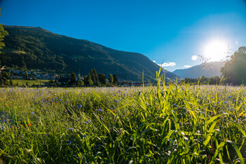Blooming alpine meadow in the mountains in the sun.Beautiful mountain view on a summer day. Field...