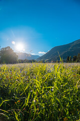 Blooming alpine meadow in the mountains.Beautiful mountain view on a summer day. Field herbs and...