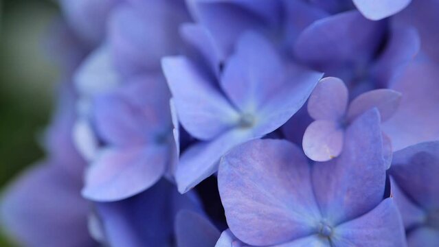 Blue flowers macro of Hydrangea macrophylla. blue flowers in the garden. 4k footage