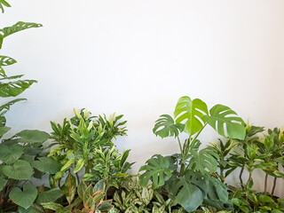 Different decorative plants in white wall. Indoor plants. home garden green industrial interior.	
