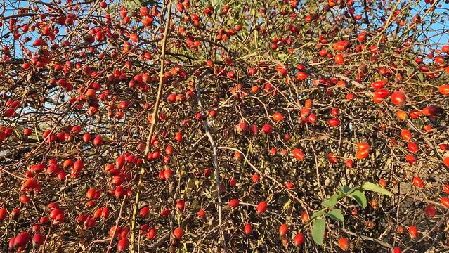 Wild brier berries growing on bush. Ripened rose hips on shrub branches, red and healthy autumn bio fruits. Rosa canina plant, late fall harvest