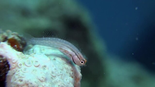 Blenny (Ecsenius nalolo) feeding, Red Sea, Egypt, Africa