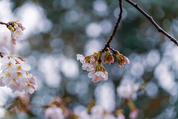 雨に濡れる桜