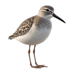 Obraz premium Sandpiper Cartoon Character Illustration Art SVG Generative AI.