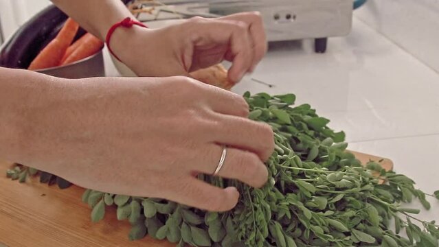 Woman sorting moringa leaves that will be use in cooking law uy or utan bisaya, a traditional filipino clear vegetable soup. Candid daily home life and cuisine in the Philippines