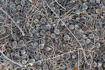 Close up textured background of pine cones and pine needles on the ground