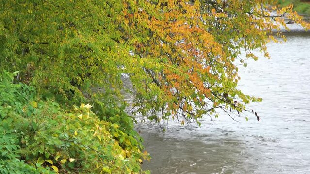 The branches of the trees bend over the river in autumn and fall off in the water. landscape.