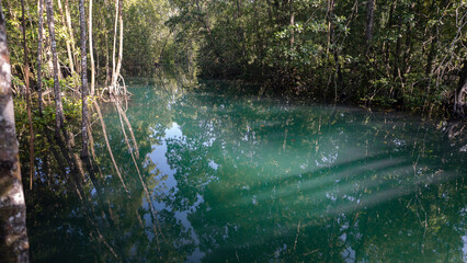 Tropical estuary creek waterway and coastal environment.