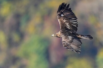 紅葉バックに悠然と飛ぶイヌワシ成鳥