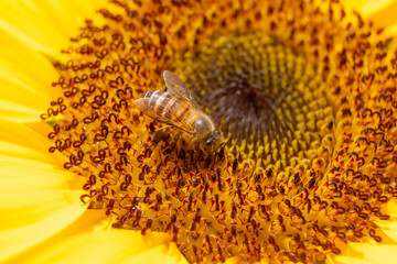 Honey Bee and Sunflower for nature background.