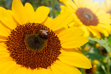 Honey Bee and Sunflower for nature background.