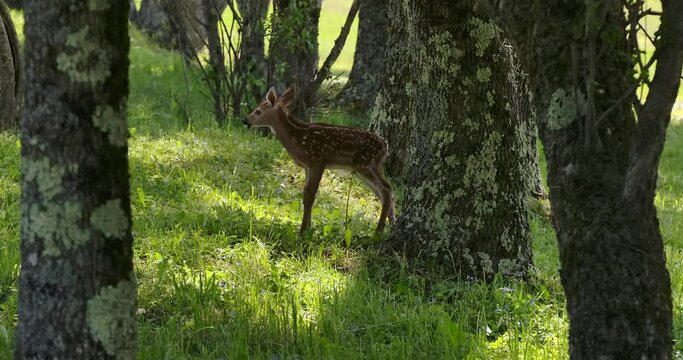 Baby Deer 2