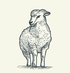 Adorable vector sketch of a lamb, capturing the endearing simplicity of this cute creature. Perfect for adding a touch of charm to various designs with its delightful and whimsical depiction