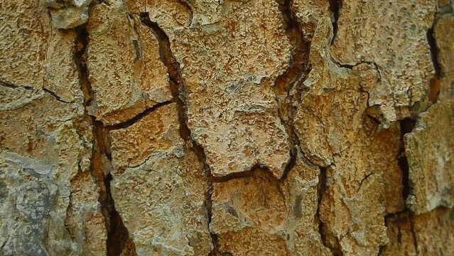 Close-up big tree texture brown or tree trunk move slowly.