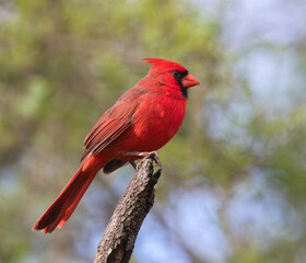 Northern cardinal (Cardinalis cardinalis) at  Bentsen Rio Grande Valley State Park, Mission, Texas