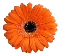 Orange gerbera flower isolated on transparent background