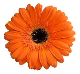 Poster Orange gerbera flower isolated on transparent background © nunawwoofy