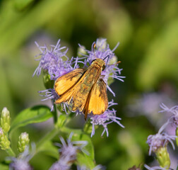 Fiery skipper (Hylephila phyleus) butterfly feeding on blue mistflower (Conoclinium sp), National...