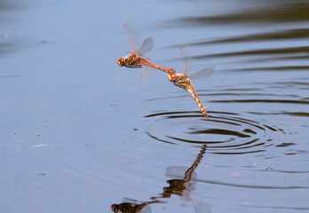 Variegated meadowhawk dragonflies (Sympetrum corruptum) laying eggs in water, Galveston, Texas, USA.