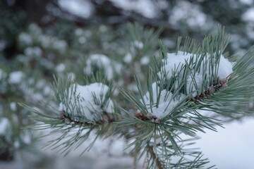 pine branches covered with snow