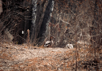 A duck and a drake are walking in the autumn forest. Wild birds in nature
