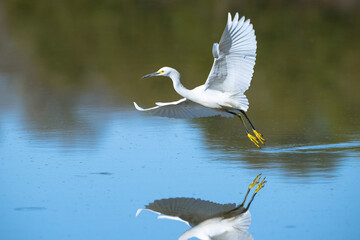 The snowy egret (Egretta thula) flying over blue water at Cullinan Park, Texas with reflection in the water - obrazy, fototapety, plakaty