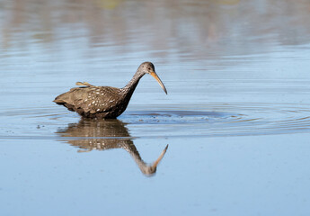 Limpkin (Aramus guarauna) feeding in a lake, Texas, USA.