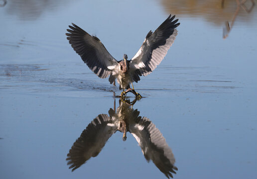Tricolored heron (Egretta tricolor) hunting in the White Lake with open wings and reflection in water, Cullinan Park, Sugar Land, Texas, USA
