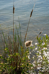 reeds in the water
