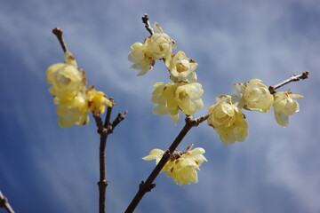 黄色が鮮やかな蝋梅の花
