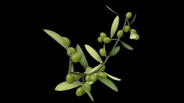 Growing Green Olives on Garden Tree Branch- Time Lapse - II - Close Up - Alpha Channel - Artistic naturalistic realistic 3D animation isolated on transparent background