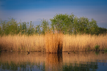 Dry swampy tall grass against a forest background. Wildlife landscape.