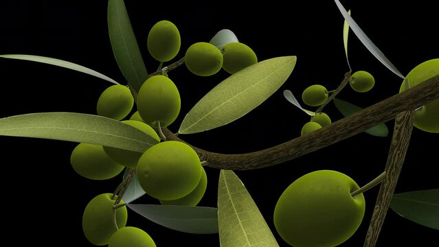 Olive Tree Branch - Growing Green Olives - Time Lapse - III - Very Close Up - Alpha Channel - Artistic naturalistic realistic 3D animation isolated on transparent background