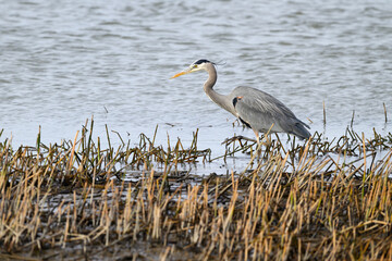 Great blue heron ardea herodias walking on the edge of the bay