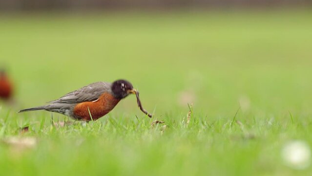 Wide shot of an American Robin, Turdus migratorius, listening and then pulling up a worm and eating it from a green lawn. Early bird gets the worm.