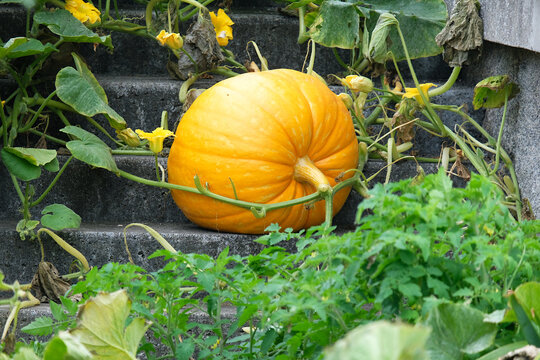 Citrouille dans le jardin .