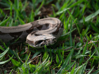 close up of a snake