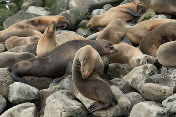Crowded gathering of California sea lions during winter season at La Jolla Cave - 2