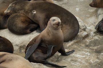 Fototapeta premium Sleepy Sea lion takes a funny pose near La Jolla Cove